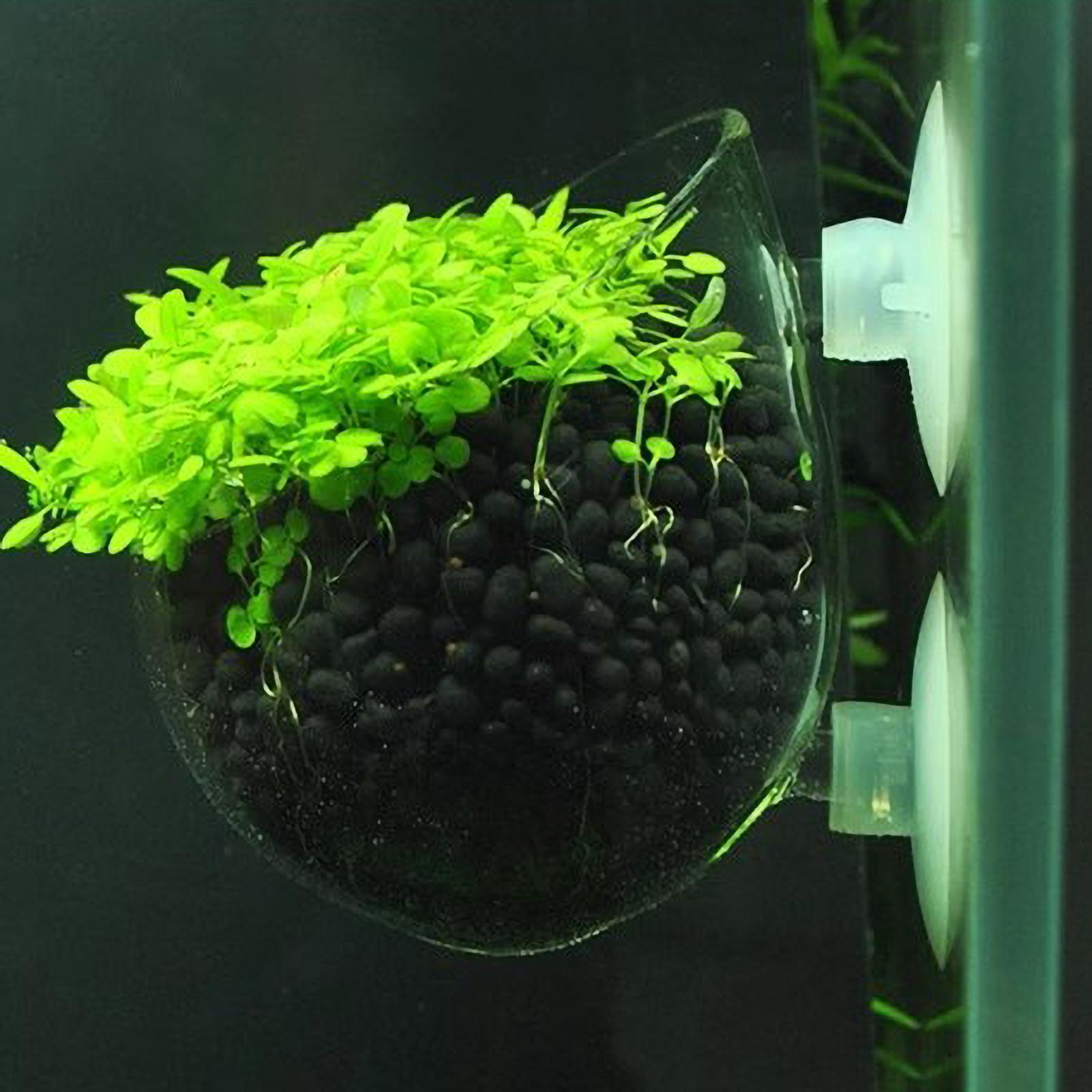 Aquarium Fish Only - ที่วางต้นไม้ในตู้ปลา กระถางแก้วสำหรับปลูกพืชน้ำ พร้อมจุกดูดสุญญากาศ สำหรับปลูกพืชสดในตู้ปลา ที่วางต้นไม้ในตู้ปลา ของตกแต่งตู้ปลา