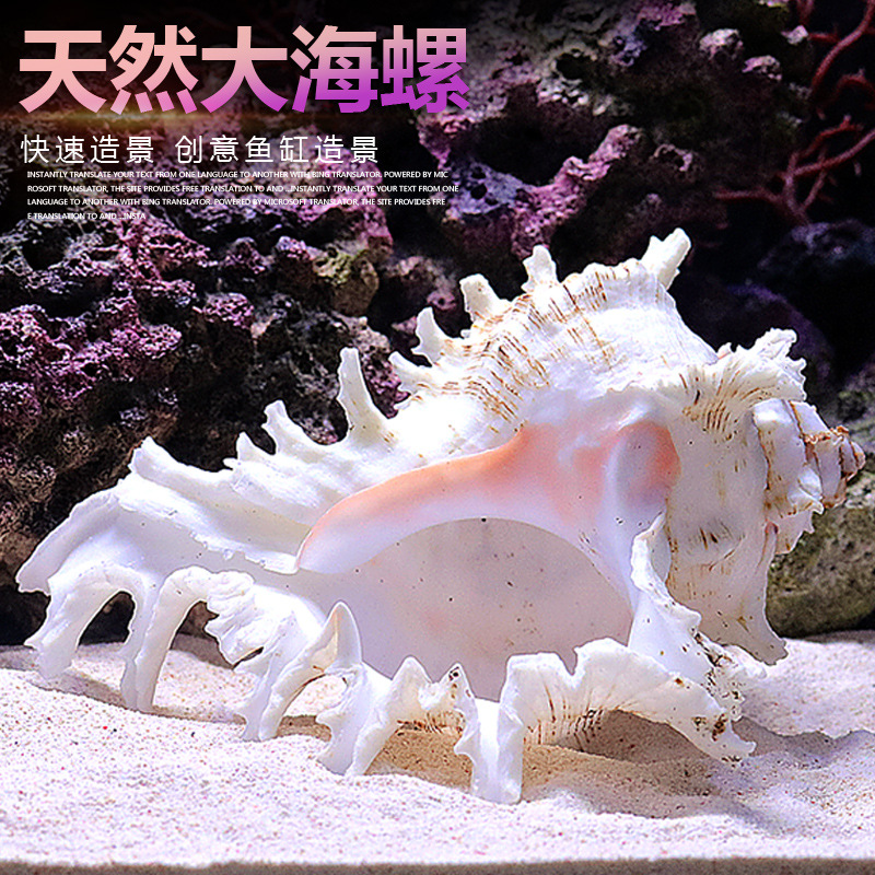 Aquarium Fish World - เปลือกหอยทะเลธรรมชาติสำหรับตกแต่งตู้ปลา ขนาดต่างๆ สำหรับตกแต่งโลกใต้น้ำและเป็นที่หลบซ่อน