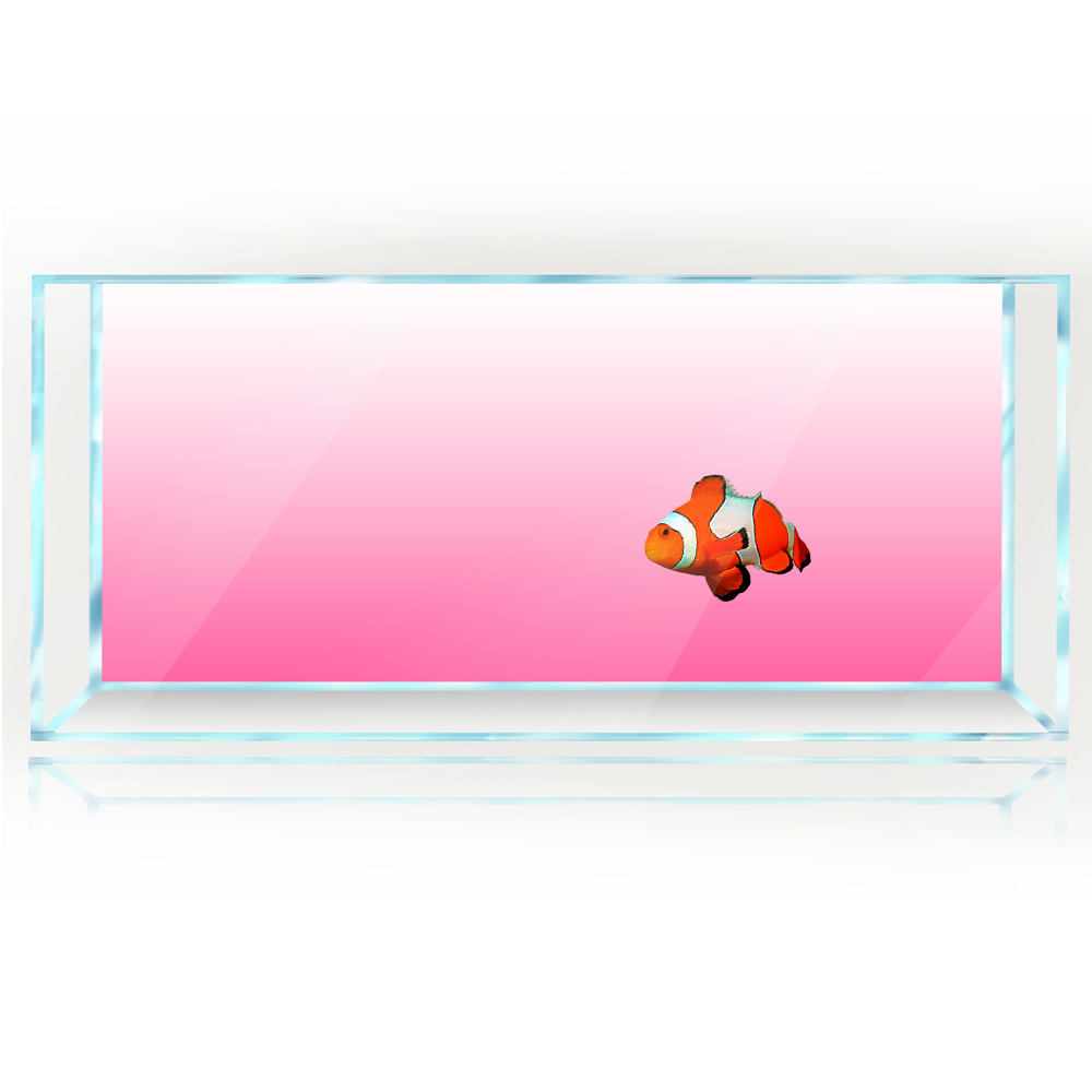 ถังปลาพื้นหลังสีขาวสีเหลืองสีเ - Aquarium Fish Yellow And Black บทวิจารณ์และราคา