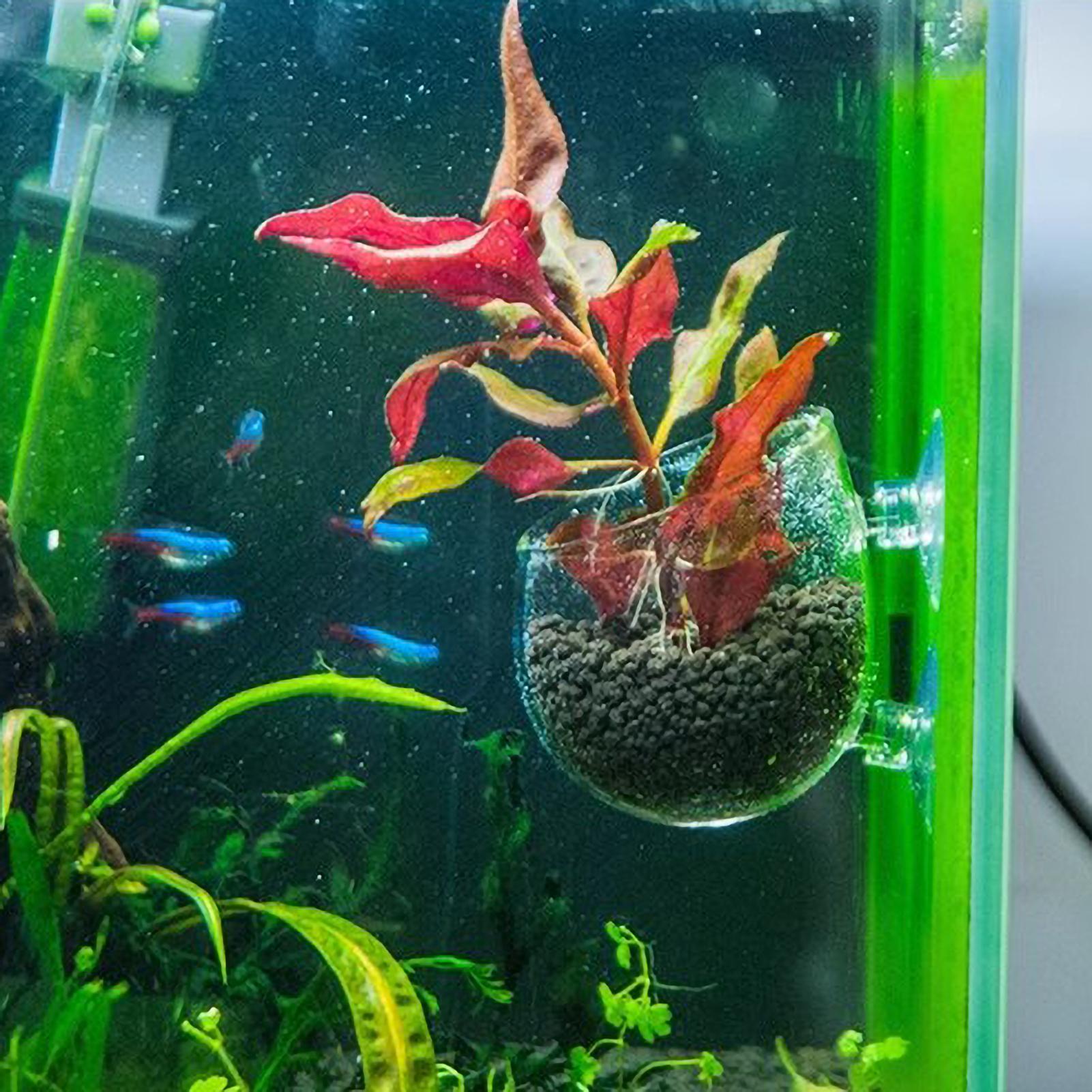 ที่วางต้นไม้ในตู้ปลา กระถางแก้ - Aquarium Fish Only บทวิจารณ์และราคา