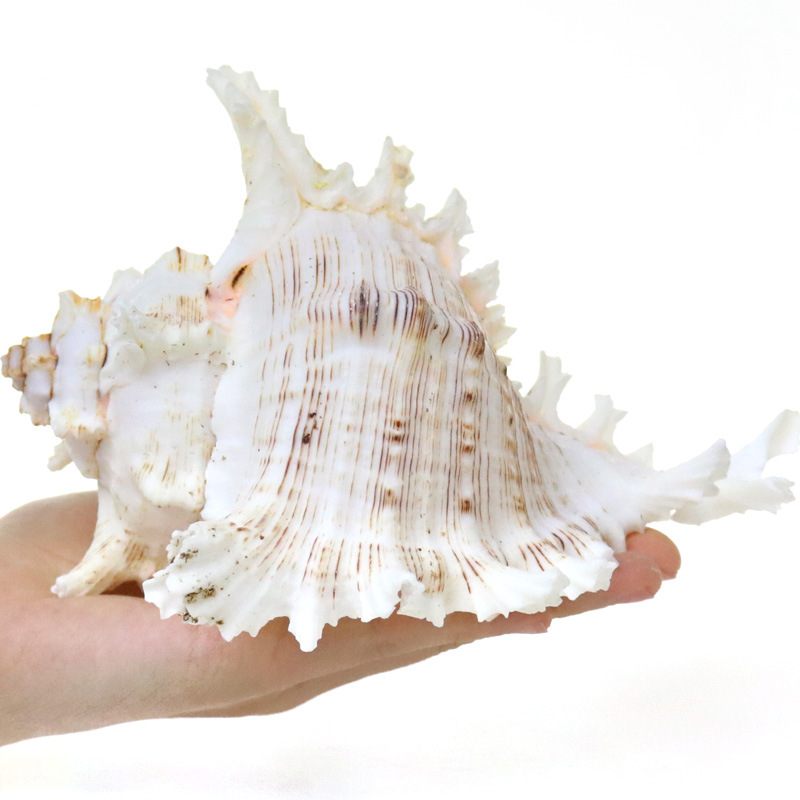 เปลือกหอยทะเลธรรมชาติสำหรับตกแ - Aquarium Fish World บทวิจารณ์และราคา
