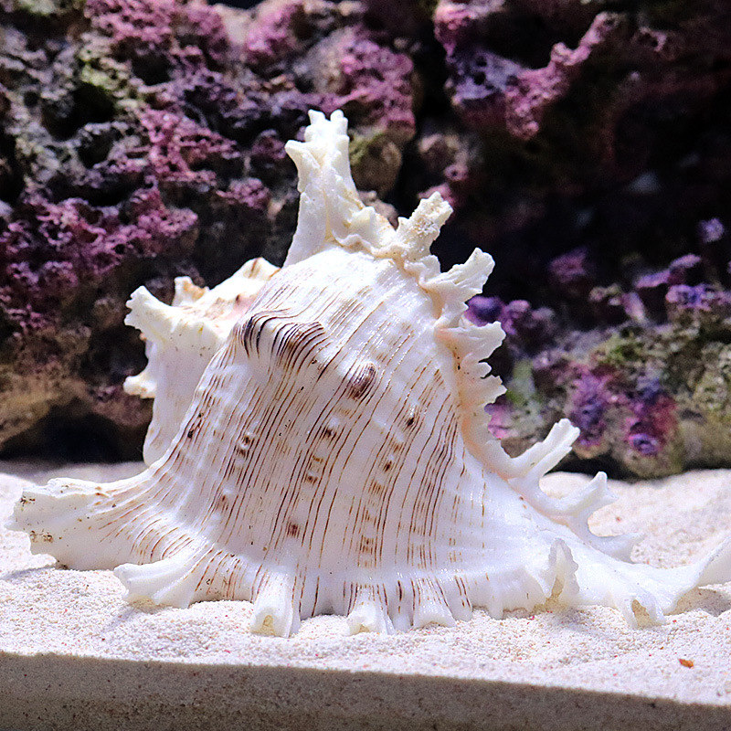 เปลือกหอยทะเลธรรมชาติสำหรับตกแ - Aquarium Fish World บทวิจารณ์และราคา