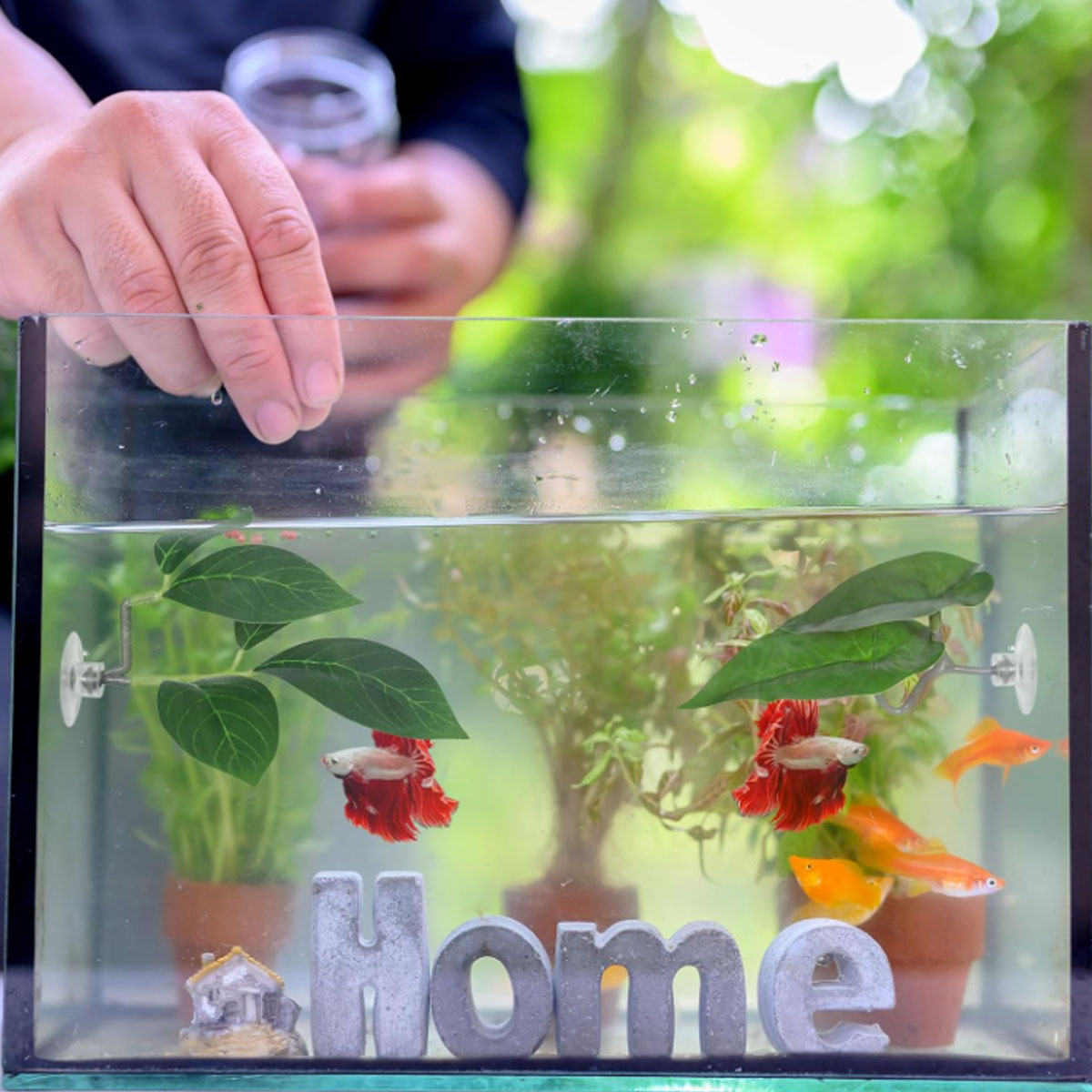 เปลปลาเบตต้า 1 ชิ้น ของตกแต่งต - Aquarium Fish Only บทวิจารณ์และราคา